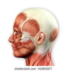 Male Face Muscles Anatomy 3d illustration