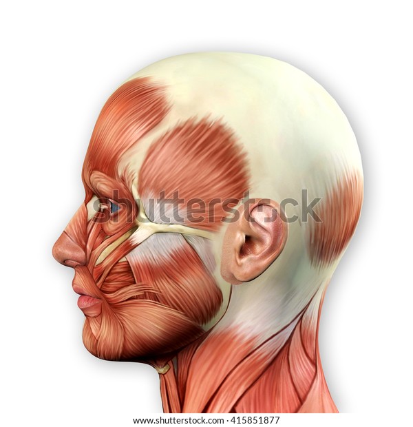 男性の顔の筋肉の解剖図3dイラスト のイラスト素材