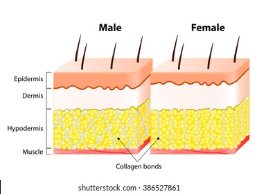 406 Connective tissue diagram Stock Illustrations, Images & Vectors ...