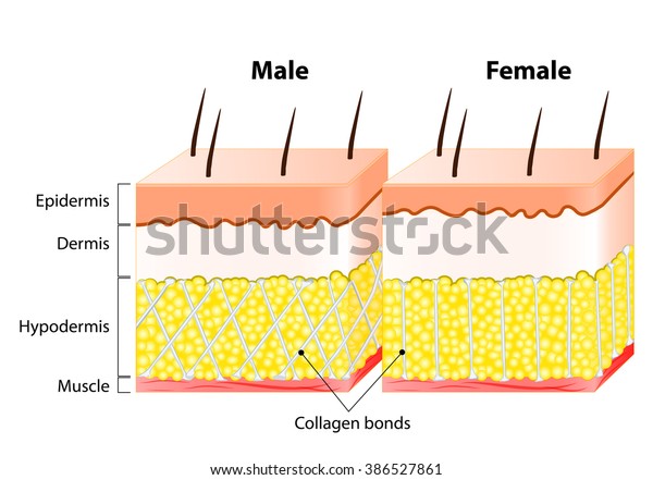 男性と女性の皮膚 構造と違う 男性の表皮は女性の表皮よりずっと厚い のイラスト素材