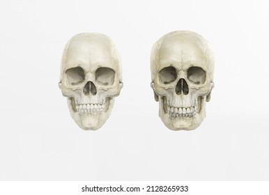 Male And Female Skull On A Dark Background In The Front. 3d Render, 3d Illustration. Medical And Anthropological Concept. Human Skull, Medical Research, Human Study.