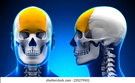 Male Frontal Bone Skull Anatomy - Blue Concept