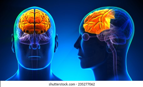 Male Frontal Lobe Brain Anatomy - Blue Concept