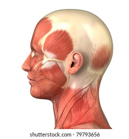 Male Head Muscular System Anatomy Right Lateral View