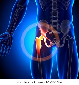 Male Hip Joint - Anatomy Bones