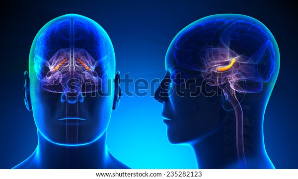 Male Hippocampus\
Brain Anatomy - blue\
concept