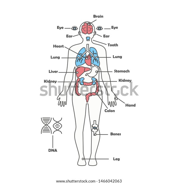 Male Anatomy Diagram Art - Character Anatomy Male - Brain pictures