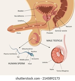 Male human reproductive system. Male testicle structure. Student manual. 