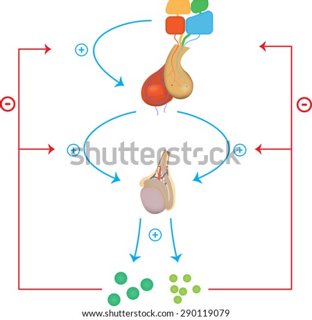 Male Hypothalamic Pituitary Gonadal Axis Flow Diagram Stock photo © 