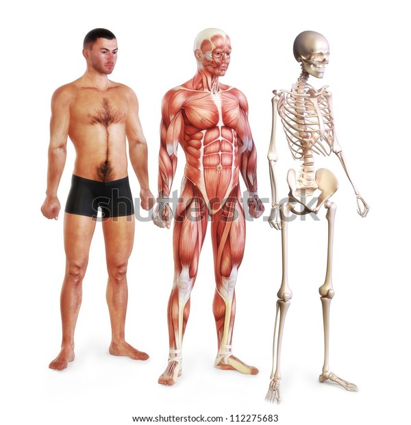 白い背景に皮膚、筋肉、骨格系の男性イラスト。3Dモデル。女性版も利用可能。」のイラスト素材 112275683