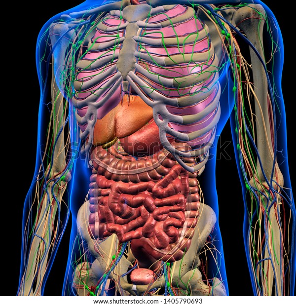 human anatomy abdomen male
