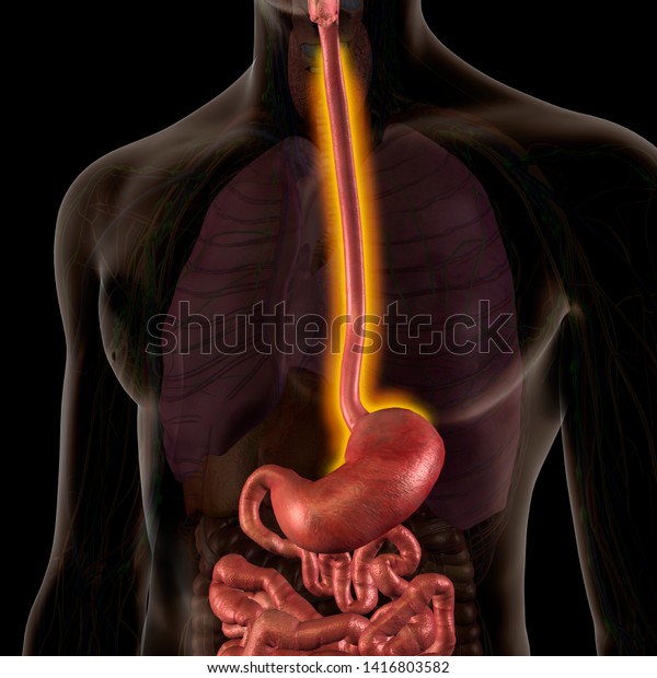 Male Internal Anatomy with Inflamed\
Esophagitis Condition Highlighted, 3D\
Rendering	