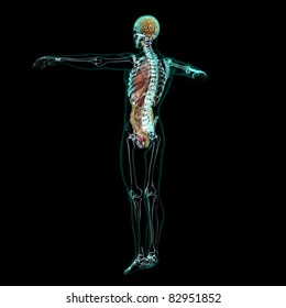 Structure Human Brain Anatomy3d Illustration Stock Illustration 1797050740 Shutterstock Structure Human Brain Anatomy3d Illustration Stock Illustration 1797050740 Shutterstock