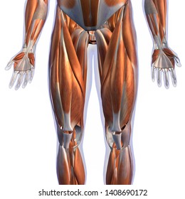 白い背景に男性の脚の筋肉 前頭 非性器ビュー3dレンダリング のイラスト素材
