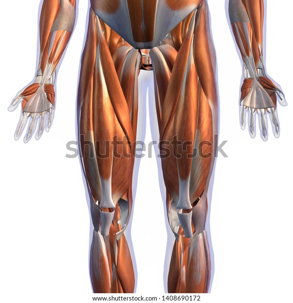 白い背景に男性の脚の筋肉 前頭 非性器ビュー3dレンダリング のイラスト素材