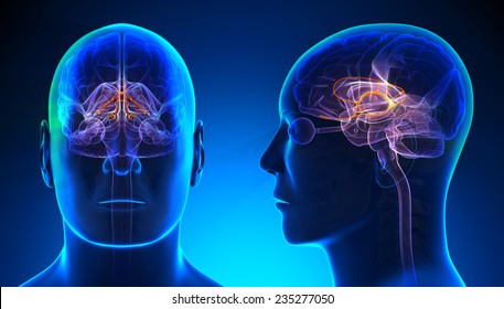 Male Limbic System Brain Anatomy Blue Stock Illustration 235277050 ...