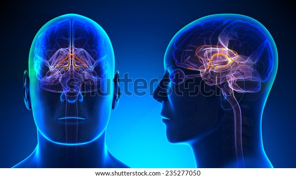 Male Limbic System Brain Anatomy Blue Stock Illustration 235277050