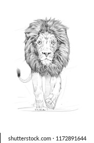 Male Lion Sketch Pencil Drawing Stock Illustration 1172891644