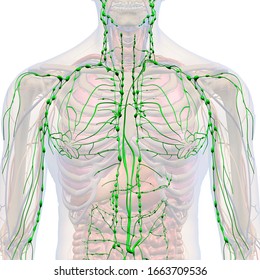 2,617 Lymphatic System 3d Images, Stock Photos & Vectors | Shutterstock