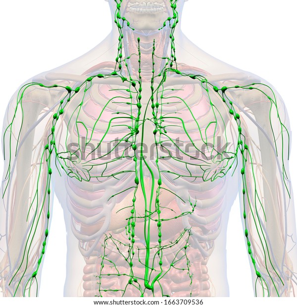 Male Lymphatic System Isolated Male Chest Stock Illustration 1663709536