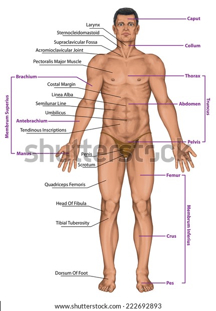 Male Masculine Mans Anatomical Body Surface Stock Illustration 222692893
