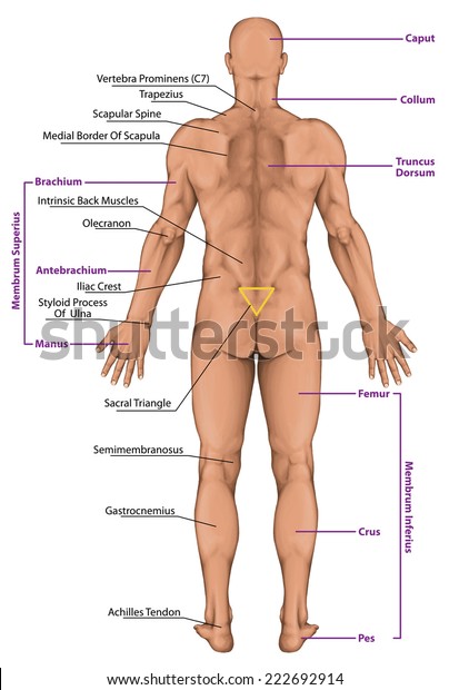 Male Masculine Mans Anatomical Body Surface Stock Illustration 222692914