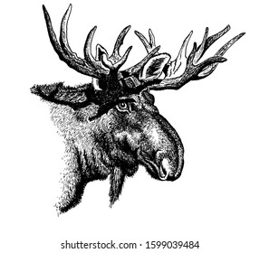 Male Moose Portrait Ink Drawing Stock Illustration 1599039484 ...