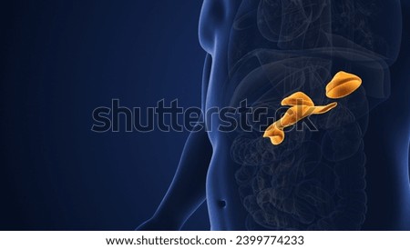 Male muscarinic acetylcholine receptor endocrine system 3d illustration Stock photo © 