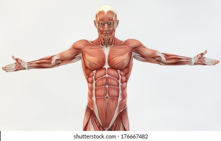 Male Back Anatomy Hd Stock Images Shutterstock