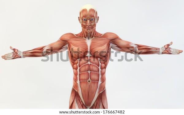 男性の筋肉解剖学 のイラスト素材