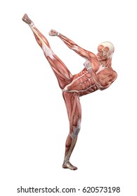 Male Muscle Anatomy doing Martial Arts 3D Illustration