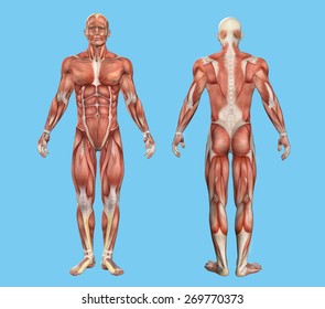 Male muscle anatomy featuring major muscles of human body. 