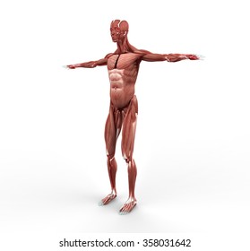 Male Muscle Anatomy Side View Stock Illustration 358031642 | Shutterstock