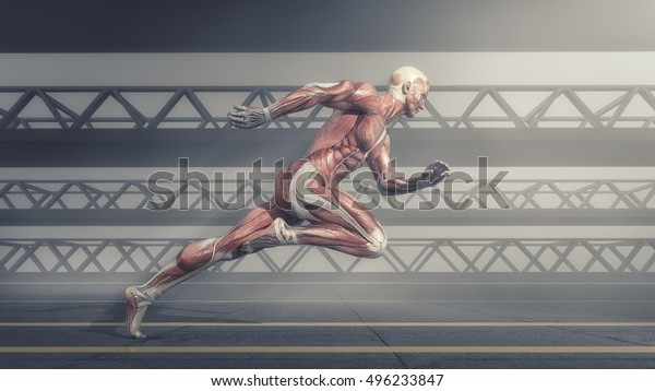 Male muscular system running on track . This\
is a 3d render\
illustration