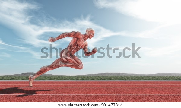Male muscular system running on red track .\
This is a 3d render\
illustration
