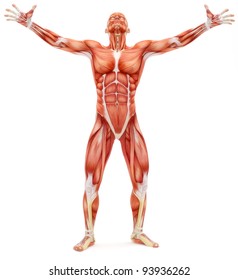 Male musculoskeletal system looking upward isolated on a white background. Part of a muscle medical series.