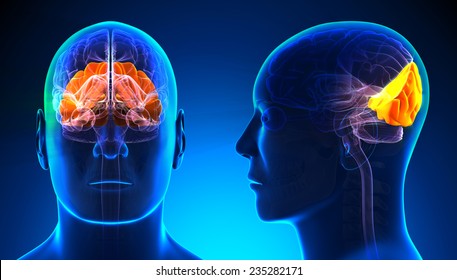 Male Occipital Lobe Brain Anatomy - Blue Concept