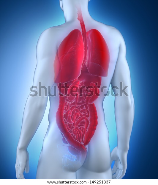 Male Organs Anatomy Posterior View Stock Illustration 149251337