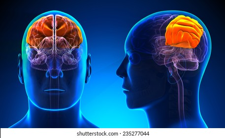 Male Parietal Lobe Brain Anatomy - Blue Concept
