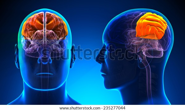 Male Parietal\
Lobe Brain Anatomy - blue\
concept