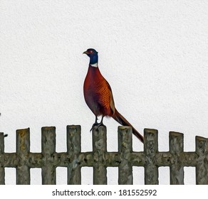 Male Pheasant Standing On Stone Fence In White Background, Stylized And Filtered To Look Like An Oil Painting 