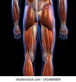 Male Posterior Leg Muscles D Rendering Stock Illustration