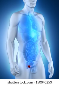 Male Prostate Anatomy Anterior View