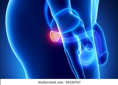 Male Prostate Anatomy Of Human Organs In X-ray View