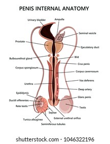 Male Reproductive System