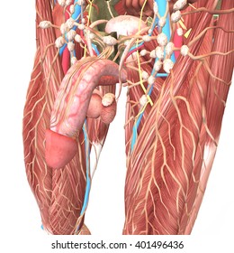 Male Reproductive System 3d Render