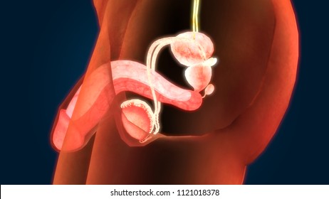 Male Reproductive System Anatomy. 3D