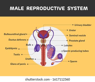 Anatomy Lymph Node Man Silhouette Illustration Stock Vector (Royalty ...