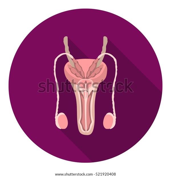 Male Reproductive System Icon Flat Style Stock Illustration 521920408