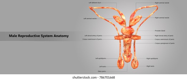 Similar Images Stock Photos And Vectors Of Section Of Uterus 3d